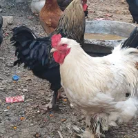 خروس|حیوانات مزرعه|زارچ, |دیوار