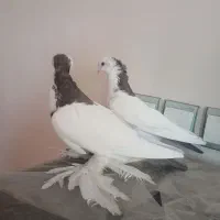 بوینی گولی|پرنده|تبریز, |دیوار