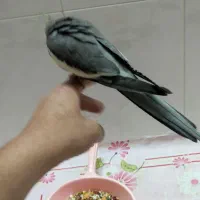 یک جفت عروس هلندی|پرنده|همدان, |دیوار