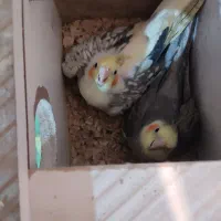 عروس هلندی خانگی در عجبشیر|پرنده|عجب شیر, |دیوار