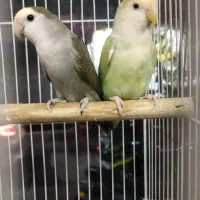 سه جفت برزیلی نر ماده تک قناری شلاقی بخون سفید|پرنده|تهران, جوادیه|دیوار