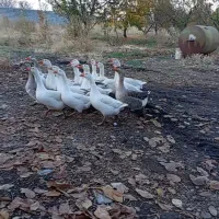 غازمحلی سالم وسرحال