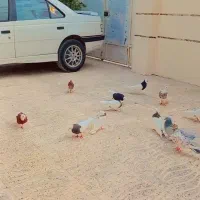 طوقی  سپیدان.|پرنده|سپیدان, |دیوار