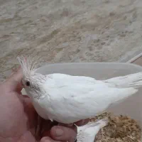 جوجه سرلاکی عروس هلندی البنیو|پرنده|ایلام, |دیوار