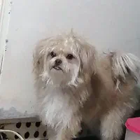 گم شد هر کسی پیدایش کرد شیرینی خوبی پیش ما داره