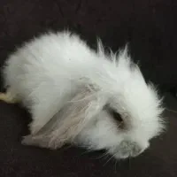 بچه خرگوش لوپ