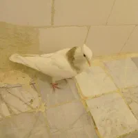 طوقی|پرنده|نسیم‌شهر, |دیوار