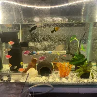 اکواریوم شیشه خم|ماهی|نوشهر, |دیوار