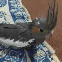 عروس هلندی|پرنده|بهبهان, |دیوار