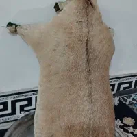 هیزه جای روغن نو|ظروف نگهدارنده، پلاستیکی، یکبارمصرف|بروجرد, |دیوار