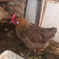 مرغ معاوضه با خروس