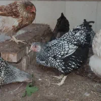 تخم نطفه دار  ویاندوت  گلین  برهما|حیوانات مزرعه|سبزوار, صالح آباد|دیوار