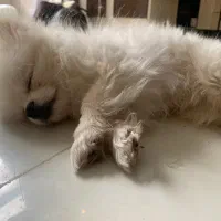 سگ پامر ۱۵ ملیون خرسی