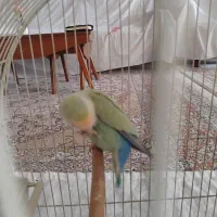 طوطی برزیلی رنگ خاص ماده|پرنده|ملارد, |دیوار