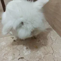 خرگوش لپ هلندی
