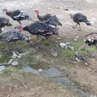 بوقلمون|حیوانات مزرعه|پلدختر, |دیوار