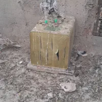 کبوتر پرشی.کود بار