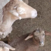 میش بره دار یکی نر یکی ماده بره بزرگ|حیوانات مزرعه|آشخانه, |دیوار