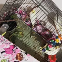 4 عدد عروس هلندی