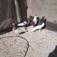 کفتر پرشی|پرنده|سیدآباد, |دیوار