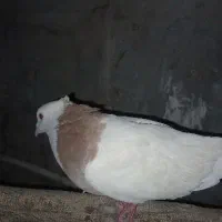 طوقی. نر