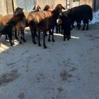 ۸راس میش  زایده بره نربره ماده