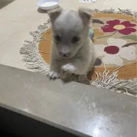 واگذاری توله جک راسل