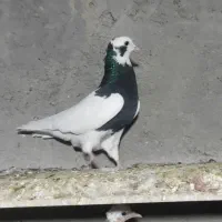 طوقی کبوتر|پرنده|اسفرورین, |دیوار