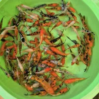 ماهی کوی همه سایز|ماهی|شیراز, شهرک بهار|دیوار