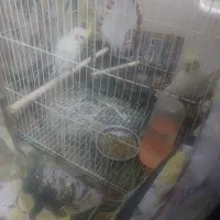 جفت عروس هلندی جوان