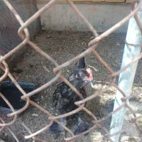 خروس جوان|حیوانات مزرعه|بندر امام خمینی, |دیوار