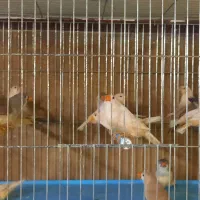 فنچ فائو اورنج|پرنده|اردبیل, |دیوار