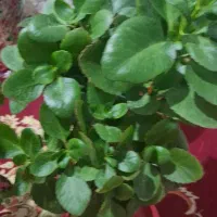 چند نوع گل|گل و گیاه طبیعی|قزوین, |دیوار