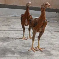 جوجه لاری ترک