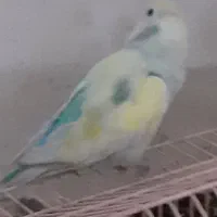 پرنده.کوتوله|پرنده|ریگ ملک, |دیوار