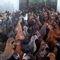 جوجه مرغ و خروس محلی و جوجه چهل روزه بیوتی|حیوانات مزرعه|آباده, |دیوار