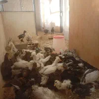 جوجه سلطان مناسب پرورش