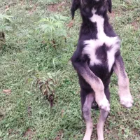 سگ مادر ژرمن و پدر محلی|سگ|رشت, لاکان شهر|دیوار