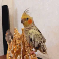 دوعددعروس هلندی