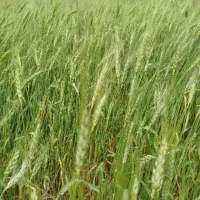 اجاره-7-هکتار-زمین-چاه-عمیق