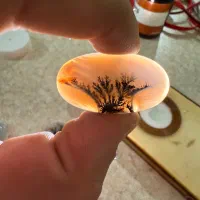 سنگ جواهر ،شجر،کلکسیونی،انگشتر طلا،معاوضه|جواهرات|تهران, تهرانسر مرکزی|دیوار