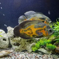 فروش اکواریوم با لوازم و کمد|ماهی|تهران, زعفرانیه|دیوار