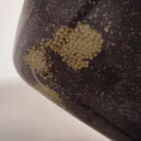 حلزون آچاتینا مولد|خزنده|تبریز, |دیوار