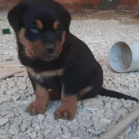 سگ رتوایلر