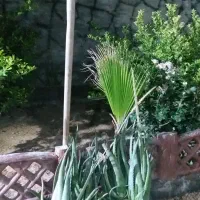 آلوئورا
