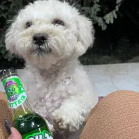 سگ آماده جفتگیری