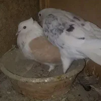 کبوتر|پرنده|آفتاب, |دیوار