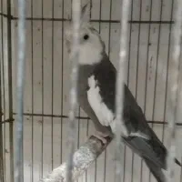 قناری.طوطی عروس.وبریزیلی.|پرنده|آستانه اشرفیه, |دیوار