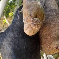 هیزه|ظروف نگهدارنده، پلاستیکی، یکبارمصرف|الشتر, |دیوار