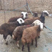 بره نر ماده غزل افشار